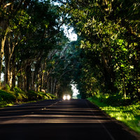 The Kauai Marathon route runs through the historic Kauai Tree Tunnel, which was an amazing experience.
